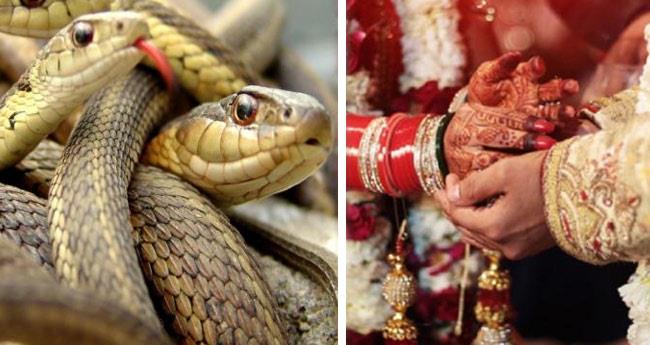 snakes as dowry