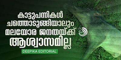 മലയോര ജനതയ്ക്ക് ആശങ്ക സൃഷ്ടിച്ച് കാട്ടുപന്നികൾ കൂട്ടത്തോടെ ചത്തുവീഴുന്നു