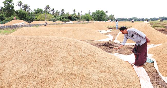 നെ​ല്ലുസം​ഭ​ര​ണം: ചൂഷണം ഒഴിവാക്കാന്‍ ക​ർ​ഷ​കർ മി​ല്ലു​ക​ൾ തുടങ്ങണം