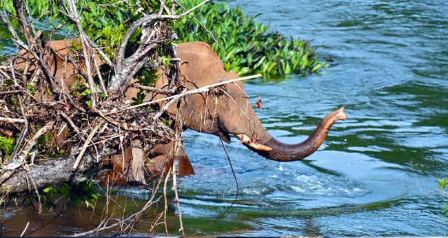 സ്ഥി​രം സ​ഞ്ചാ​ര​പ​ഥം അ​ട​ച്ച​പ്പോ​ള്‍, പു​തി​യ പാ​ത ക​ണ്ടെ​ത്തി ചു​ള്ള​ന്‍ കൊ​മ്പ​ന്‍