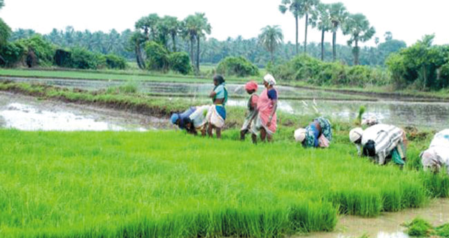 കാർഷിക രംഗം നവീകരിക്കാൻ  ടെ​ക് ക​ന്പ​നി​ക​ളെ  കൂ​ട്ടു​പി​ടി​ച്ച് കേ​ന്ദ്ര​സ​ർ​ക്കാ​​ർ