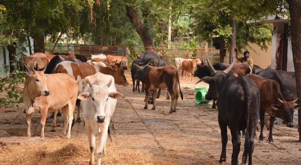 യോഗിക്കെതിരേ കർഷക പ്രതിഷേധം; യുപിയിൽ സ്കൂളിൽ കുട്ടികൾക്കൊപ്പം പശുക്കൾ