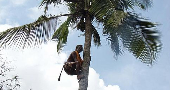 തെ​ങ്ങു​ക​യ​റ്റ​ക്കാ​ർ​ക്ക്  ഇ​ൻ​ഷ്വ​റ​ൻ​സ് പ​രി​ര​ക്ഷ