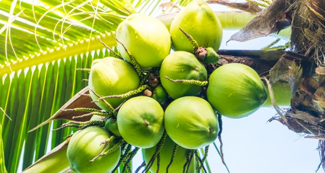 നാളികേരം പ്രതിസന്ധിയിൽ, കുരുമുളകിന് ആശ്വാസം