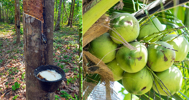 റബർ കരുത്തോടെ, നാളികേരത്തിനു തളർച്ച