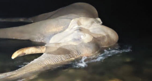 പ്രാണവേദനയോടെ പുഴയിൽ വീണ കാട്ടാന ചരിഞ്ഞു