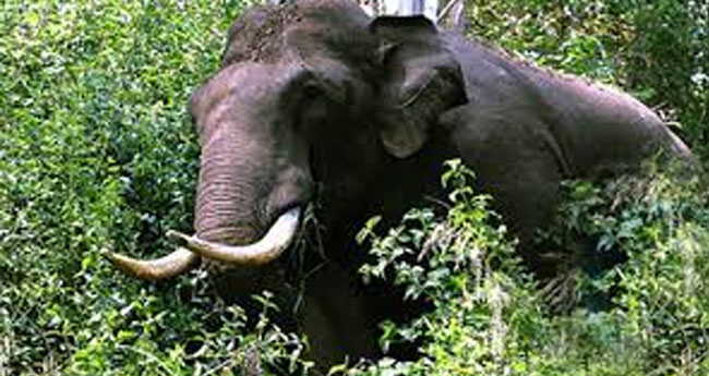 കാട്ടാന ആക്രമണം: ദുരിതംപേറി പാ​​​ല​​​ൻ