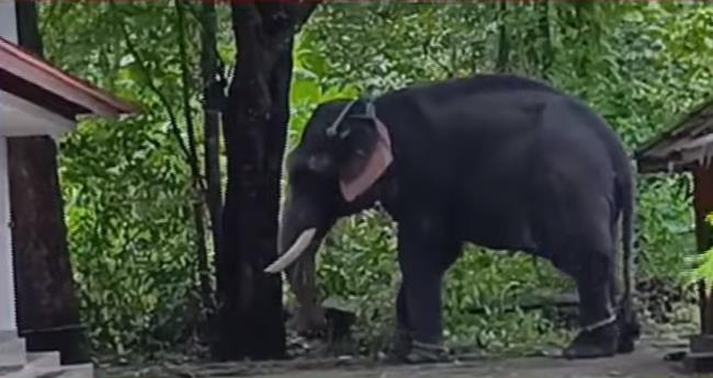 അ​ഴി​ച്ചുമാ​റ്റു​ന്ന​തി​നി​ടെ ആ​ന​യു​ടെ കു​ത്തേ​റ്റ് പാ​പ്പാ​ന് ദാ​രു​ണാ​ന്ത്യം