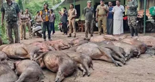 അമരമ്പലത്ത് 25 കാട്ടുപന്നികളെ വെടിവച്ച് കൊന്നു