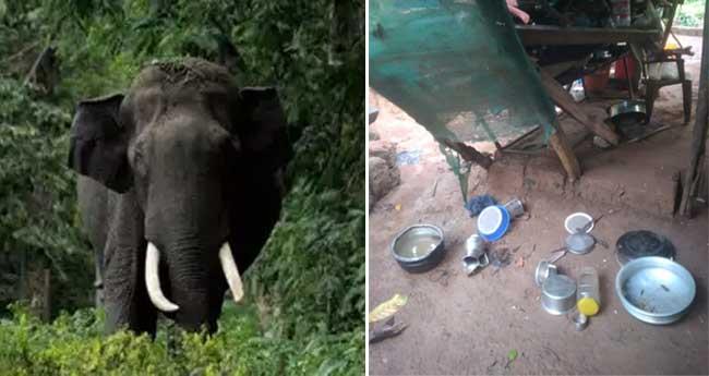 ആ​റ​ളം പു​ന​ര​ധി​വാ​സ മേ​ഖ​ല​യി​ൽ വീ​ണ്ടും കാ​ട്ടാ​ന​യി​റ​ങ്ങി; അ​ടു​ക്ക​ള ഷെ​ഡ് ത​ക​ർ​ത്തു