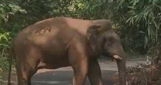 ആ​റ​ള​ത്ത് വീ​ണ്ടും കാ​ട്ടാ​ന​യു​ടെ ആ​ക്ര​മ​ണം; വി​ദ്യാ​ർ​ഥി ര​ക്ഷ​പ്പെ​ട്ട​ത് ത​ല​നാ​രി​ഴ​യ്ക്ക്
