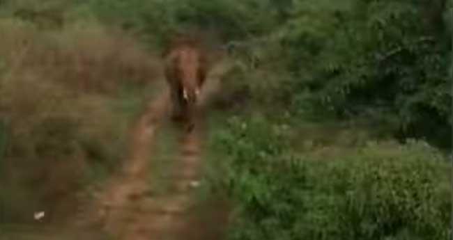ആ​റ​ളം പാ​ല​ത്തി​ന​ടി​യി​ൽ‌ കാ​ട്ടാ​ന; തു​ര​ത്താ​ൻ വ​നം​വ​കു​പ്പ് ശ്ര​മം
