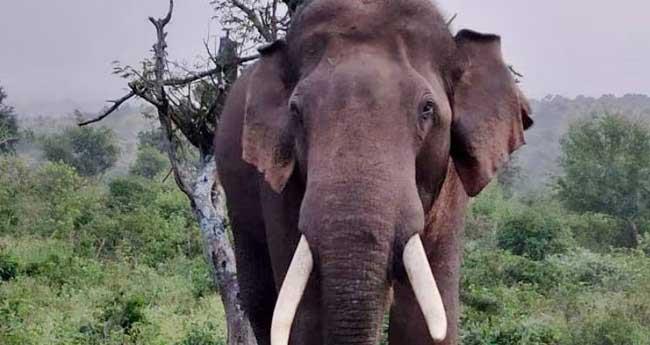 അ​രി​ക്കൊ​മ്പ​നെ സോ​ഷ്യ​ല്‍​മീ​ഡി​യ "കൊ​ന്നു'