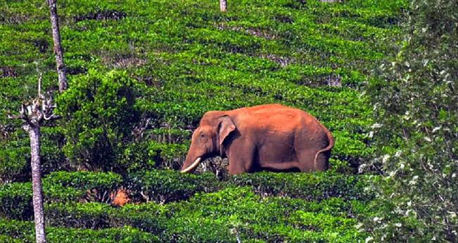 അ​രി​ക്കൊ​മ്പ​നെ മെ​രു​ക്കാ​ന്‍ ചെ​ല​വാ​യ​ത് 21.38 ല​ക്ഷം