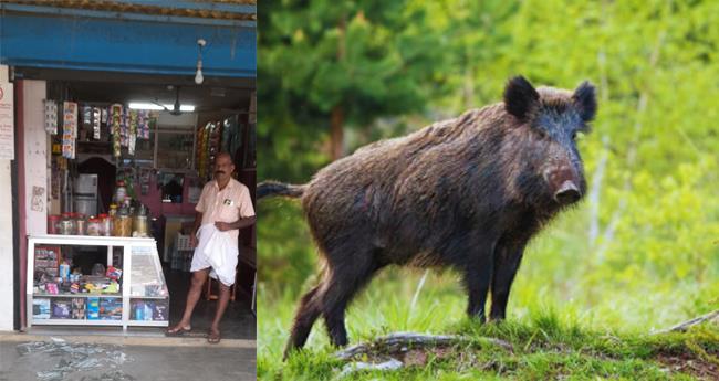 അ​ട്ട​പ്പാ​ടി​യി​ൽ ബേ​ക്ക​റി​യി​ൽ കാ​ട്ടു​പ​ന്നി ആ​ക്ര​മ​ണം;​ ര​ണ്ട് പേ​ർ​ക്ക് പ​രി​ക്ക്