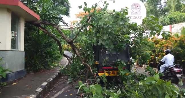 ഓ​ടി​ക്കൊ​ണ്ടി​രു​ന്ന ഓ​ട്ടോ​യ്ക്ക് മു​ക​ളി​ലേ​ക്ക് മ​രം വീ​ണു; ഡ്രൈ​വ​റും യാ​ത്ര​ക്കാ​രും ര​ക്ഷ​പ്പെ​ട്ട​ത് ത​ല​നാ​രി​ഴ​യ്ക്ക്