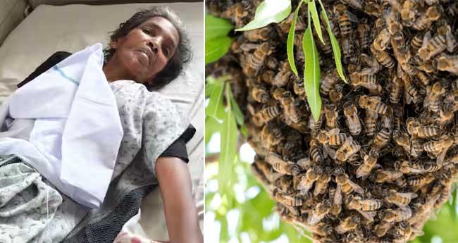 വ​ന​പാ​ത​യി​ൽ വ​ച്ച് തേ​നീ​ച്ച​ക്കൂ​ട്ടം ആ​ക്ര​മി​ച്ചു; അ​ങ്ക​ണ​വാ​ടി വ​ർ​ക്ക​ർ​ക്ക് പ​രി​ക്ക്
