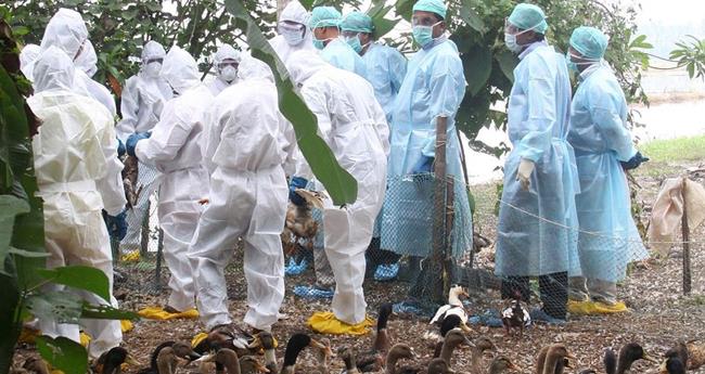 പ​ക്ഷി​പ്പ​നി: മ​ണ​ർ​കാ​ട്ട് വ​ള​ർ​ത്തു​പ​ക്ഷി​ക​ളെ ശ​നി​യാ​ഴ്ച കൊ​ല്ലും