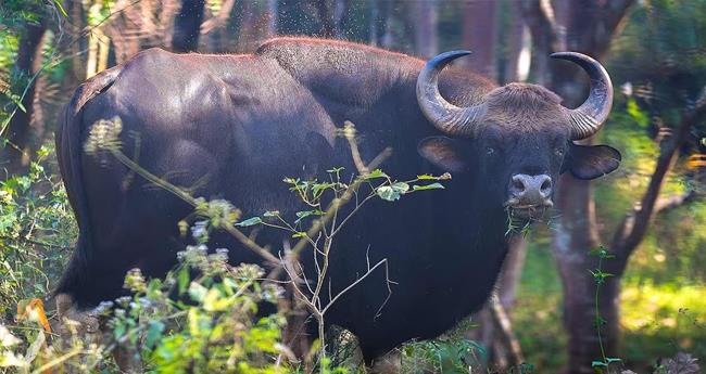 വ­​യ­​നാ­​ട്ടി​ല്‍ കാ​ട്ടു­​പോ­​ത്തി­​ന്‍റെ ആ­​ക്ര​മ​ണം; വ­​യോ­​ധി​ക­​ന് പ­​രി­​ക്ക്