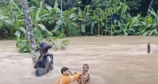 കു​ത്തൊ​ഴു​ക്കു​ള്ള വെ​ള്ള​ത്തി​ൽ മു​ങ്ങി​യ പോ​ത്തി​നെ സാ​ഹ​സി​ക​മാ​യി ര​ക്ഷ​പെ​ടു​ത്തി