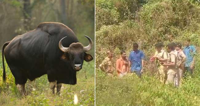 കാ​ട്ടു​പോ​ത്തി​നെ വെ​ടി​വ​ച്ചു​കൊ​ന്ന് ഇ​റ​ച്ചി ക​ട​ത്തി; നാ​ലു​പേ​ർ അ​റ​സ്റ്റി​ൽ