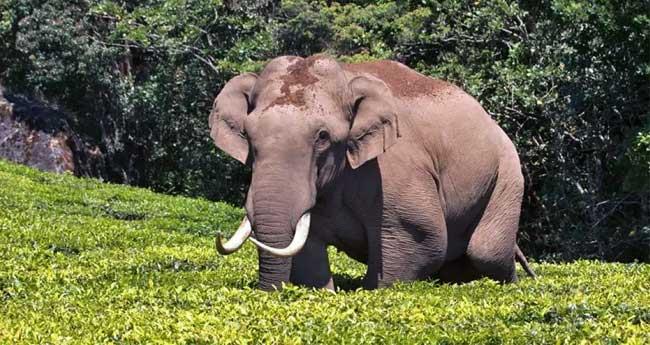 ചി​ന്ന​ക്ക​നാ​ലി​ൽ വീ​ണ്ടും ച​ക്ക​ക്കൊ​മ്പ​ന്‍; വീ​ട് ത​ക​ർ​ത്തു