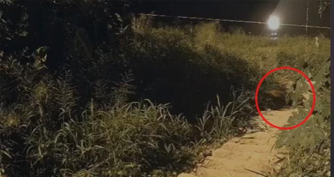 ചാ​ല​ക്കു​ടി​യി​ൽ ഇ​റ​ങ്ങി​യ പു​ലി​യെ മ​യ​ക്കു​വെ​ടി​വ​യ്ക്കും