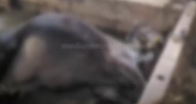 തൃ​ശൂ​രി​ല്‍ വി​ഷ​പ്പു​ല്ല് ക​ഴി​ച്ച് നാ​ല് പ​ശു​ക്ക​ള്‍ ച​ത്തു