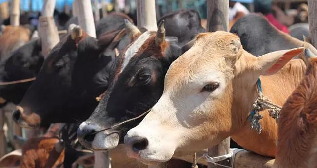 വൈദ്യുതി കമ്പി തൊഴുത്തിലേക്ക് പൊട്ടിവീണു; ഷോക്കേറ്റ് അഞ്ച് പശുക്കള്‍ ചത്തു