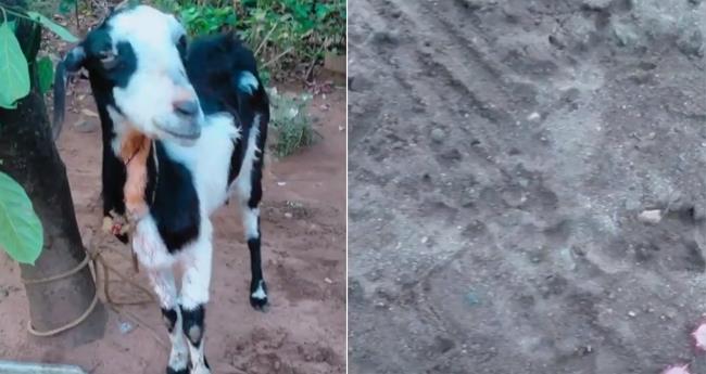 ധോ​ണി​യി​ൽ വീ​ണ്ടും പു​ലി​ഭീ​തി; വീ​ട്ടു​മു​റ്റ​ത്ത് കെ​ട്ടി​യി​രു​ന്ന ആ​ടി​നെ ആ​ക്ര​മി​ച്ചു