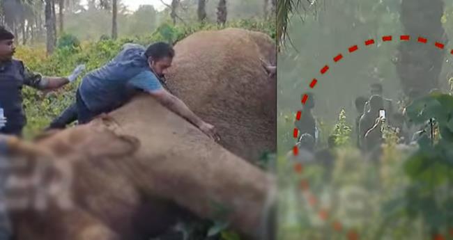 അ​തി​ര​പ്പി​ള്ളി​യി​ല്‍ മ​യ​ക്കു​വെ​ടി​യേ​റ്റ ആ​ന വീ​ണു; മു​റി​വി​ല്‍ മ​രു​ന്ന് വ​ച്ചു