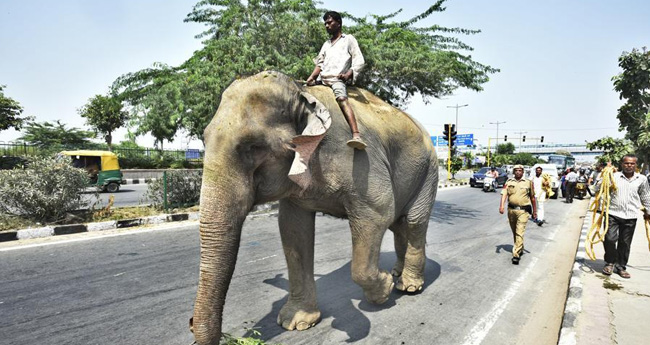 സുപ്രീം കോടതിയിൽ ഒരാനക്കാര്യം !