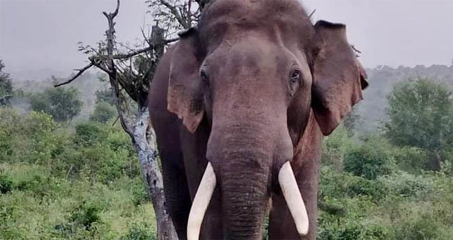 ആ​ര്യ​ങ്കാ​വി​ല്‍ എ​സ്റ്റേറ്റ് ജീ​വ​ന​ക്കാ​ര​നെ കാ​ട്ടാ​ന കു​ത്തി; ഗു​രു​ത​ര പ​രി​ക്ക്