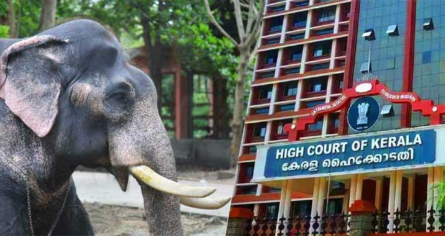 നാ​ട്ടാ​ന പ​രി​പാ​ല​നം: ഹ​ര്‍​ജി ഇ​ന്ന് ഹൈ​ക്കോ​ട​തി പ​രി​ഗ​ണി​ക്കും
