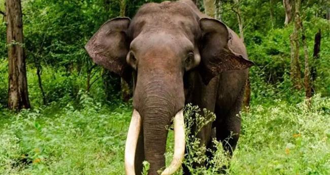 പാ​ല​ക്കാ​ട് പ​റ​ന്പി​ക്കു​ള​ത്ത് കാ​ട്ടാ​ന ആ​ക്ര​മ​ണ​ത്തി​ൽ തോ​ട്ടം തൊ​ഴി​ലാ​ളി​ക്ക് പ​രി​ക്ക്