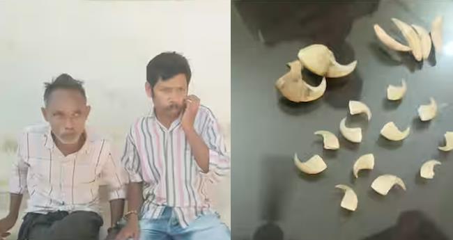 ക​ടു​വ​യു​ടെ​യും പു​ലി​യു​ടെ​യും ന​ഖ​വും പു​ലി​പ്പ​ല്ലു​മാ​യി വ​നം​വ​കു​പ്പ് ജീ​വ​ന​ക്കാ​ർ പി​ടി​യി​ൽ