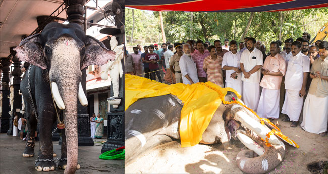 ഗജരത്നം ഗുരുവായൂർ  പദ്മനാഭൻ വിട ചൊല്ലി