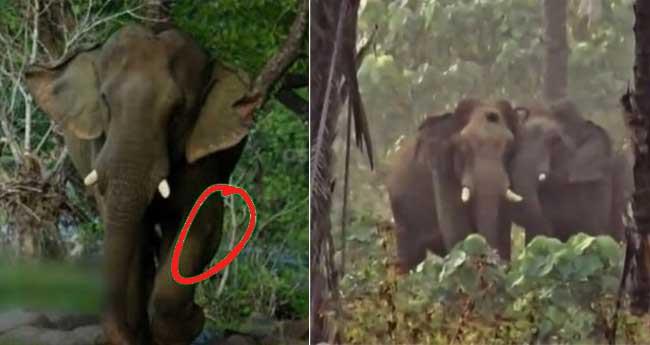 കാ​ലി​ന് പ​രി​ക്ക്; അ​തി​ര​പ്പി​ള്ളി​യി​ലെ കാ​ട്ടു​കൊ​മ്പ​ൻ ഏ​ഴാ​റ്റു​മു​ഖം ഗ​ണ​പ​തി​ക്ക് ചി​കി​ത്സ ന​ൽ​കും