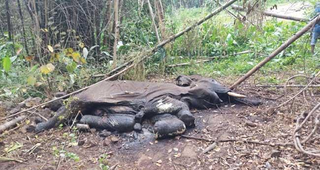 കാ​ല​ടി പ്ലാ​ന്‍റേ​ഷ​നി​ൽ കാ​ട്ടാ​ന ച​രി​ഞ്ഞ നി​ല​യി​ൽ; ദി​വ​സ​ങ്ങ​ളോ​ളം പ​ഴ​ക്കം