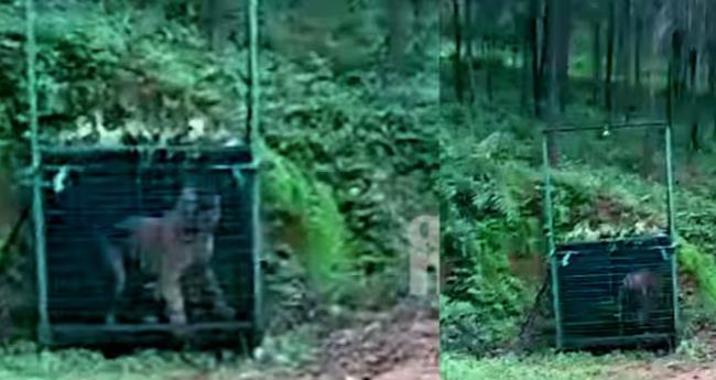 53 ദി​വ​സം നീ​ണ്ട ദൗ​ത്യം; കാ​ളി​കാ​വി​ലെ ആ​ളെ​ക്കൊ​ല്ലി ക​ടു​വ കെ​ണി​യി​ൽ കു​ടു​ങ്ങി