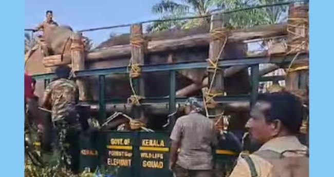 മ​യ​ക്കു​വെ​ടി​യേ​റ്റ് വീ​ണ ആ​ന​യെ എ​ഴു​ന്നേ​ല്‍​പ്പി​ച്ചു; ലോ​റി​യി​ല്‍ ക​യ​റ്റി കോ​ട​നാ​ട്ടേക്ക് കൊണ്ടുപോയി