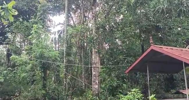 മാ​ങ്ങ പ​റി​ക്കു​ന്ന​തി​നി​ടെ യു​വാ​വ് ഷോ​ക്കേ​റ്റ് മ​രി​ച്ചു