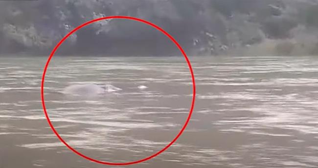 കു​ട്ട​മ്പു​ഴ​യാ​റി​ല്‍ കാ​ട്ടാ​ന ഒ​ഴു​കി​പ്പോ​യി; വ​നം​വ​കു​പ്പ് സ്ഥ​ല​ത്തെ​ത്തി