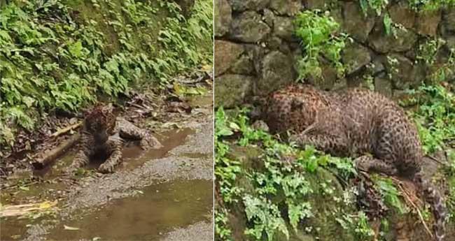 നെ​ല്ലി​യാ​മ്പ​തി​യി​ൽ റോ​ഡ​രി​കി​ൽ അ​വ​ശ​നി​ല​യി​ൽ ക​ണ്ടെ​ത്തി​യ പു​ലി ച​ത്തു