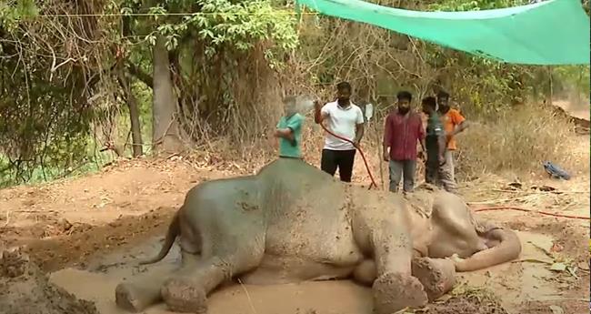 പാ­​ളം മു­​റി­​ച്ച് ക­​ട­​ക്കു­​ന്ന­​തി­​നി­​ടെ പ­​രി­​ക്കേ­​റ്റ ആ​ന ഗു­​രു­​ത­​രാ­​വ­​സ്ഥ­​യി​ല്‍