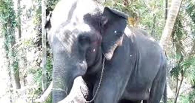 തൃ​ശൂ​ർ പെ​രി​ഞ്ഞ​ന​ത്ത് ഉ​ത്സ​വ​ത്തി​നെ​ത്തി​ച്ച ആ​ന​യി​ട​ഞ്ഞു