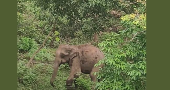 മ​റ​യൂ​രി​ല്‍ കാ​ലി​ല്‍ ക​യ​ര്‍ കു​രു​ങ്ങി​യ ആ​ന​യെ മ​യ​ക്കു​വെ​ടി വ​യ്ക്കും