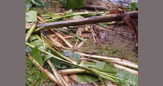 ഇ​ടു​ക്കി മു​ള്ള​രി​ങ്ങാ​ട്ട് വീ​ണ്ടും കാ​ട്ടാ​ന ആ​ക്ര​മ​ണം; വീ​ട്ടു​മു​റ്റ​ത്ത് നി​ന്ന വാ​ഴ​ക​ളും തെ​ങ്ങും ന​ശി​പ്പി​ച്ചു