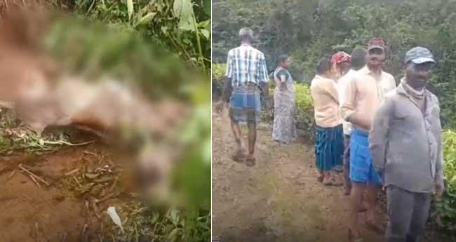 മൂ​ന്നാ​റി​ൽ വീ​ണ്ടും ക​ടു​വ​യു​ടെ ആ​ക്ര​മ​ണം; ര​ണ്ട് പ​ശു​ക്ക​ള്‍ ച​ത്തു, പ്ര​തി​ഷേ​ധ​വു​മാ​യി നാ​ട്ടു​കാ​ർ