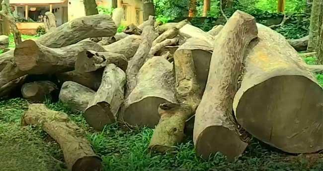 മു​ട്ടി​ല്‍ മ​രം​മു​റി കേ​സ്: തു​ട​ര​ന്വേ​ഷ​ണ സാ​ധ്യ​ത പ​രി​ശോ​ധി​ക്കാ​ൻ ഉ​ന്ന​ത​ത​ല യോ​ഗം